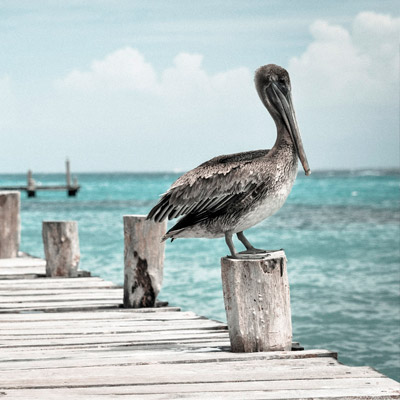 至尊版无敌的24小时不停呼叫软件